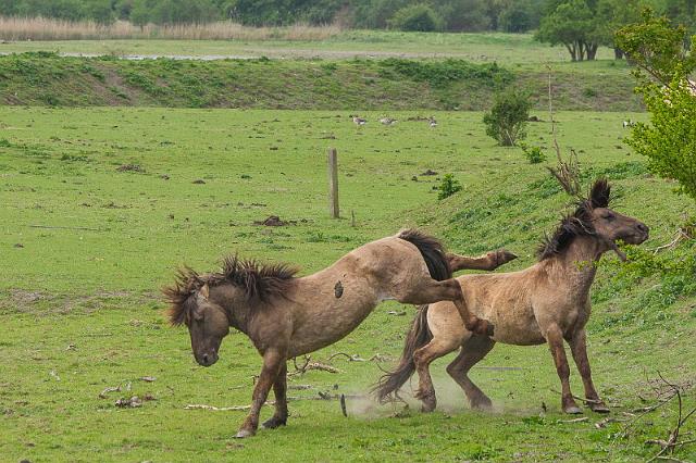 08 Oostvaardersplassen, konikpaarden.jpg